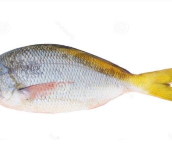Ikan Ekor Kuning / 400 – 500gr