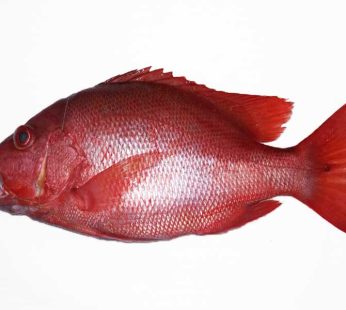 Ikan Kakap Merah / 500 – 600gr