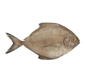 Ikan Bawal Laut / 450gr-500gr