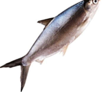 Ikan Bandeng / 450gr – 500gr