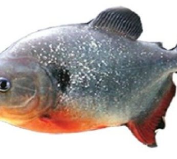 Ikan Bawal Tawar / 400 – 500gr