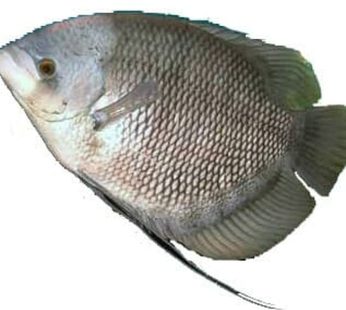 Ikan Gurame / 500 – 700gr