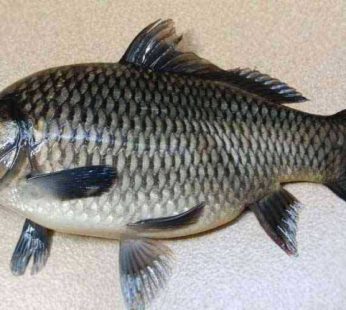 Ikan Mas / 400 – 500gr