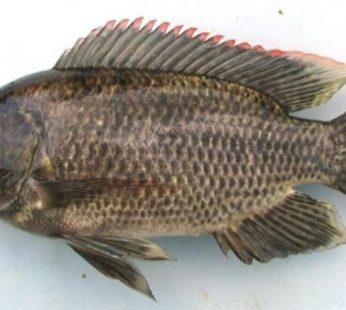 Ikan Mujair Segar / 400 – 500gr