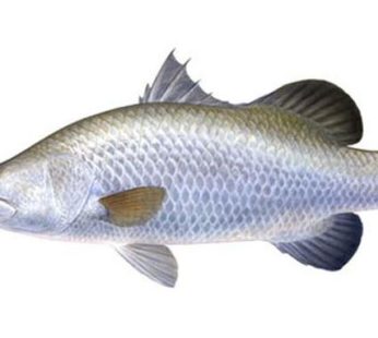 Ikan Kakap Putih / 500 – 700gr