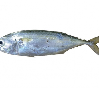Ikan Kembung Banjar / 400 – 500gr