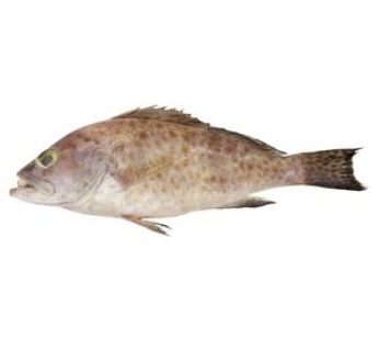 Ikan Kerapu / 400 – 500gr