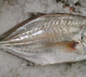 Ikan Kue Bulet / 400 – 500gr