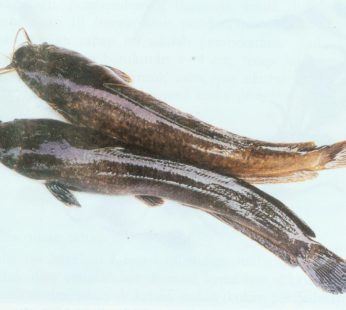 Ikan Lele Segar / 400 – 500gr
