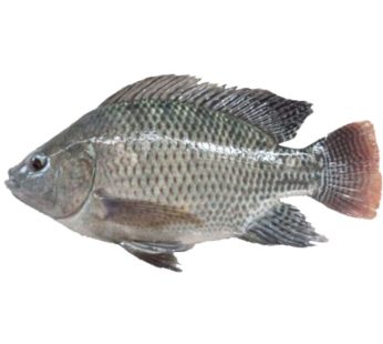 Ikan Nila / 400 – 500gr