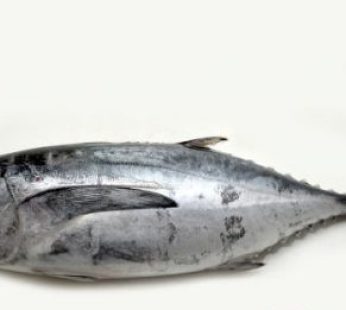 Ikan Tongkol / 400 – 500gr